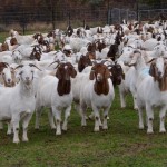 ternak kambing