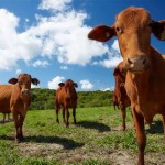 sapi1